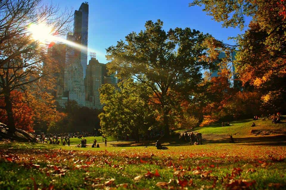 Central Park lawn with colorful fall foliage and tall buildings in background